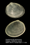 Austronucula perminima