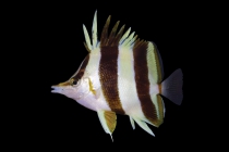 Holotype of Prognathodes basabei