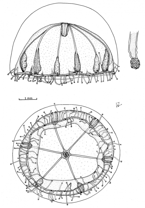 Hexaphilia scoresbyi from Gershwin & Zeidler (2003)