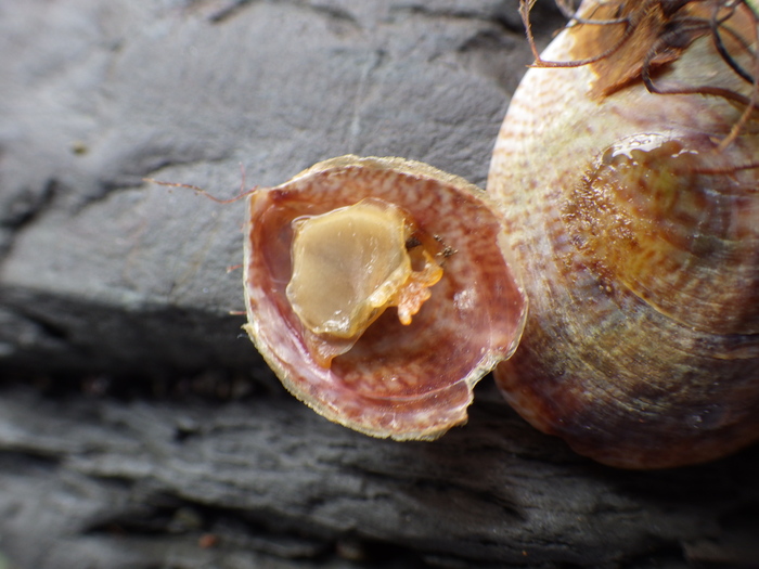 slipper limpet (Crepidula fornicata)