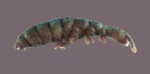 Gomphiocephalus hodgsoni