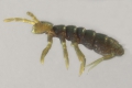 Crustacea (crustaceans)