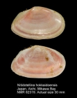 Nitidotellina hokkaidoensis