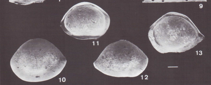 Bairdoppilata obovata Coimbra & Carreño 2002 - Paratype and Holotype (from original description)