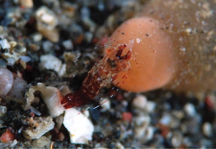 Mysidella hoshinoi Mysidella hoshinoi