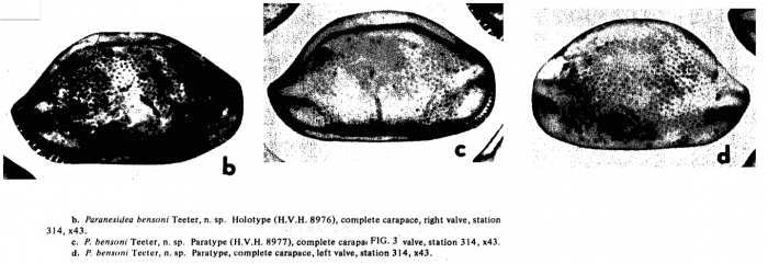 Holotype and paratype of Paranesidea bensoni Teeter, 1975