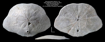 Monophoraster darwini holotype
