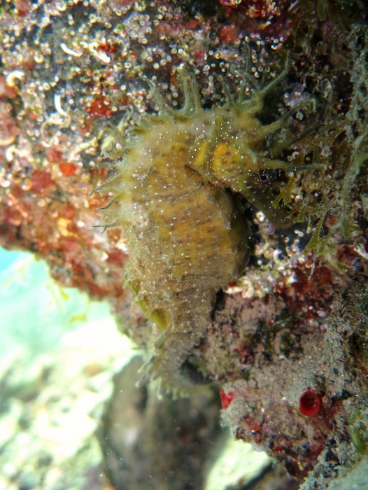 Hippocampus guttulatus Hippocampus guttulatus
