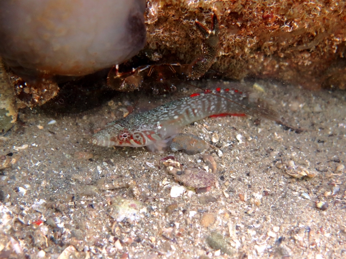 Lepadogaster candolii Lepadogaster candolii