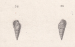 Rissoa striata Quoy & Gaimard, 1833