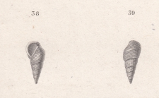 Rissoa striata Quoy & Gaimard, 1833