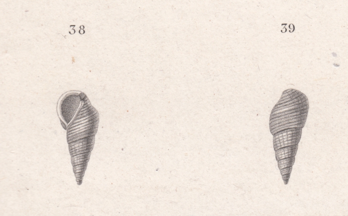Rissoa striata Quoy & Gaimard, 1833 Rissoa striata Quoy & Gaimard, 1833
