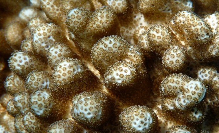 Ghost Coral - Cladiella australis