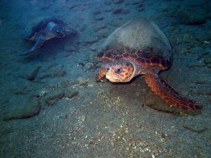 Caretta caretta (male and female) Caretta caretta (male and female)