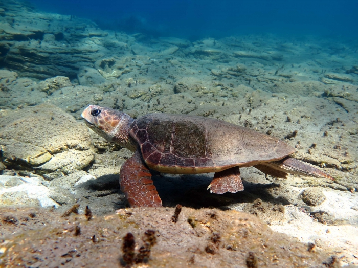 Caretta caretta (male) Caretta caretta (male)