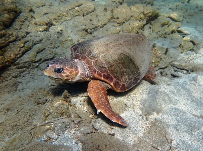 Caretta caretta (male) Caretta caretta (male)