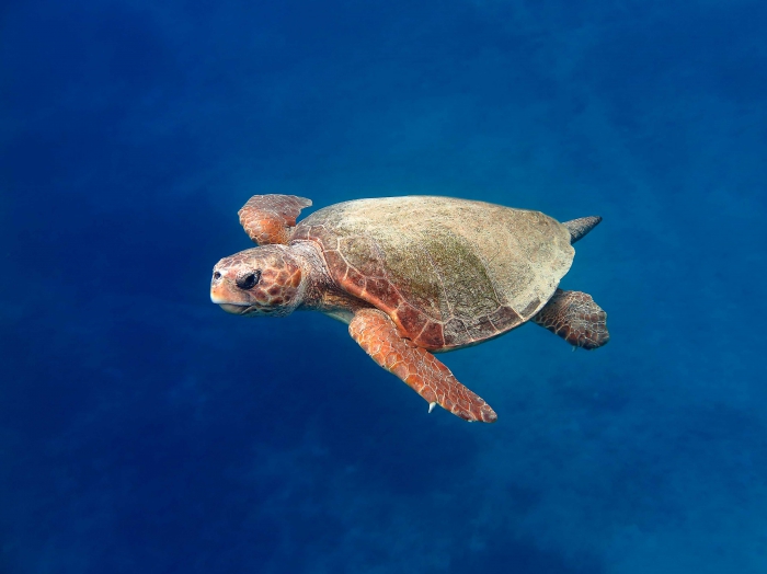 Caretta caretta (male) Caretta caretta (male)