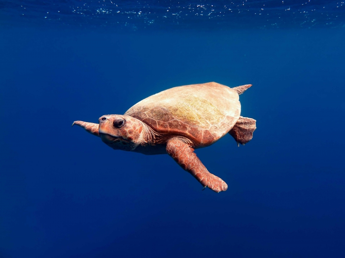 Caretta caretta (male) Caretta caretta (male)