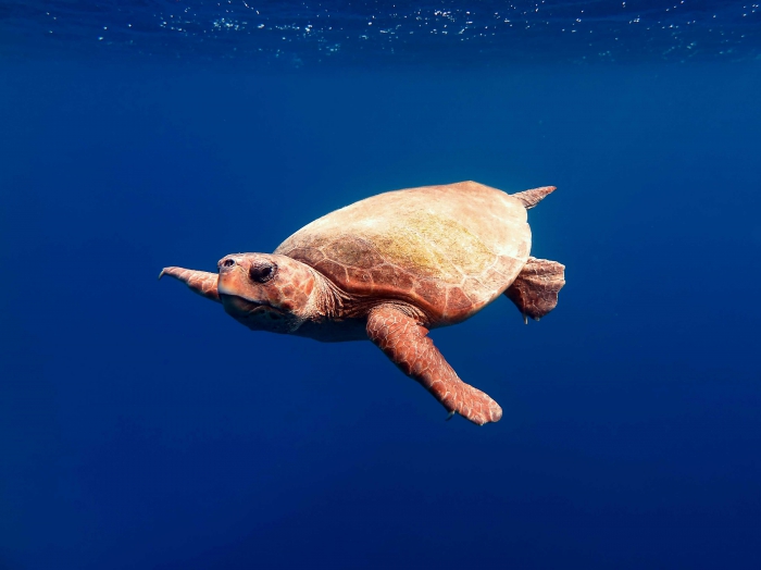 Caretta caretta (male)