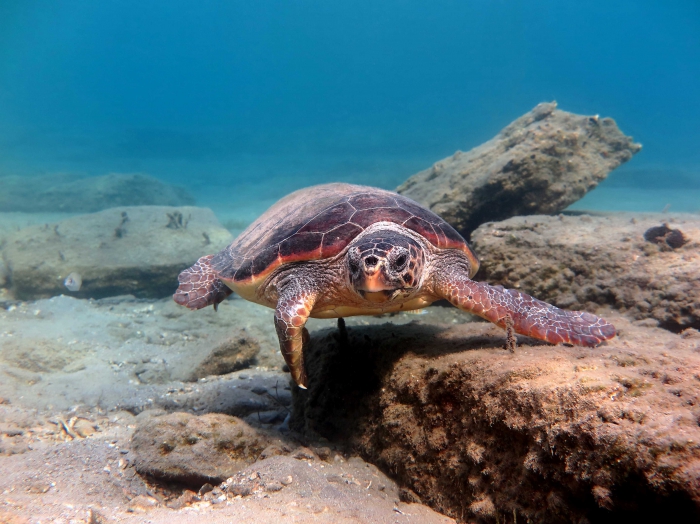 Caretta caretta (female) Caretta caretta (female)
