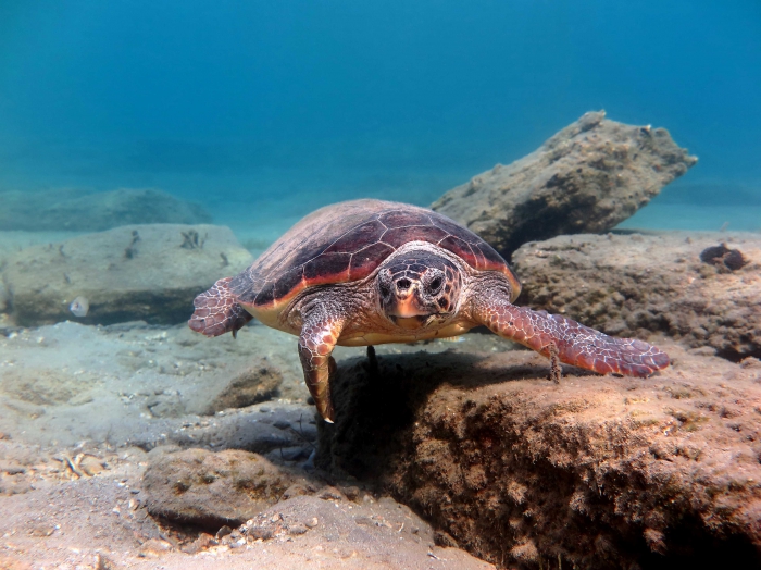 Caretta caretta (female)