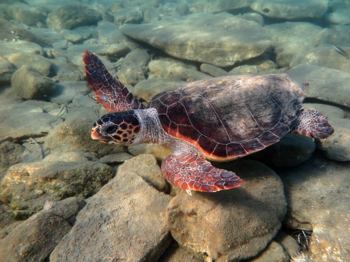 Caretta caretta (female)