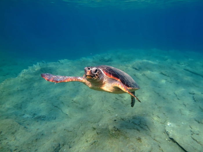 Caretta caretta (female)