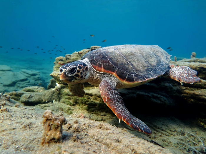 Caretta caretta (female) Caretta caretta (female)