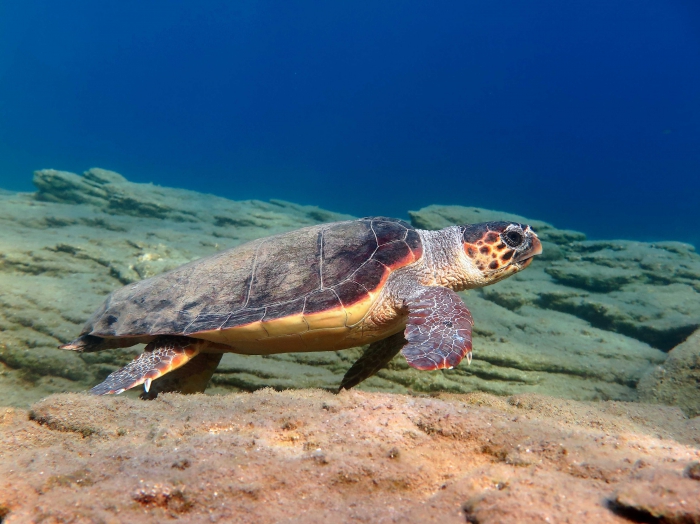 Caretta caretta (female) Caretta caretta (female)