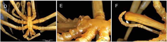 Colossendeis bouvetensis Colossendeis bouvetensis