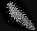 Polychaeta (bristle worms)