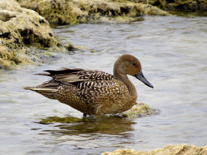 Anas acuta, ♀