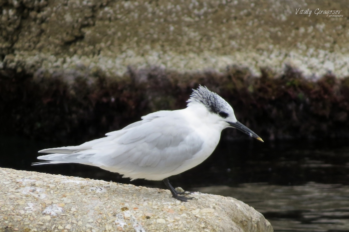 Sandwich tern.