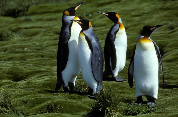 King Penguins and Azorella_1 King Penguins and Azorella_1