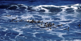 King Penguins in surf_1