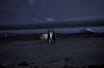 King Penguins on beach_1