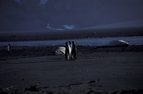 King Penguins on beach_1