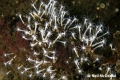 Hydrozoa (hydroids)