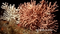 Anthozoa