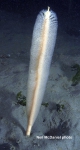Stylatula elongata
