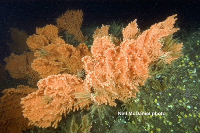 Primnoa pacifica Primnoa pacifica