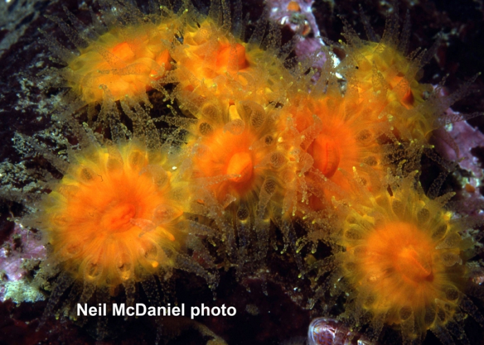 Balanophyllia (Balanophyllia) elegans Balanophyllia (Balanophyllia) elegans