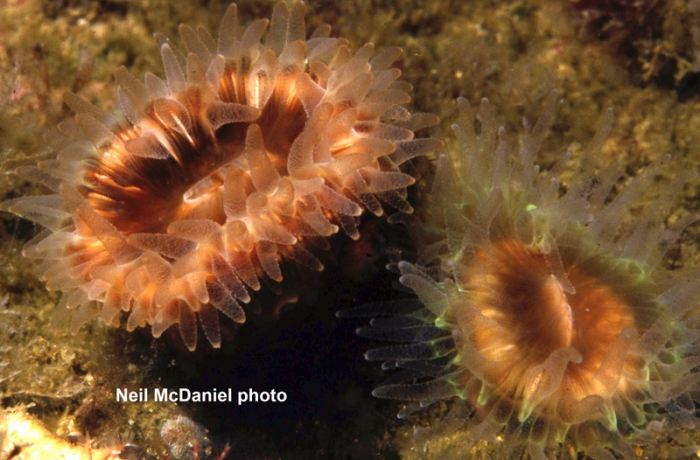 Paracyathus stearnsii Paracyathus stearnsii