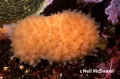 Porifera (sponges)