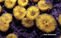 Porifera (sponges)