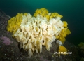 Porifera (sponges)