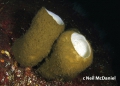 Porifera (sponges)