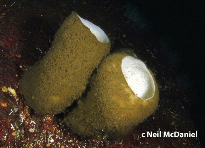 Rhabdocalyptus dawsoni Rhabdocalyptus dawsoni