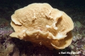 Porifera (sponges)