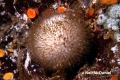 Porifera (sponges)